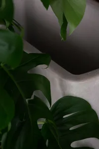 Green leaves of tropical plants in a modern white rectangular concrete planter on a gray surface.