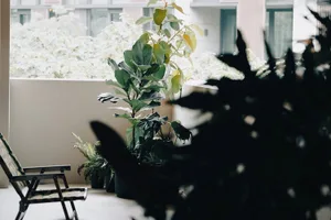 Urban patio featuring lush green plants on a sunny day.