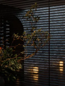 A minimalist interior featuring a green plant and wooden blinds.