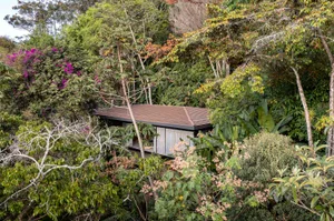 A modern treehouse built from wood amidst a dense forest