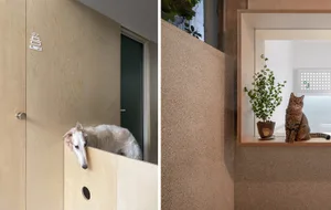 A white dog peeking around a wooden board and a cat sitting on a wooden shelf with a plant.