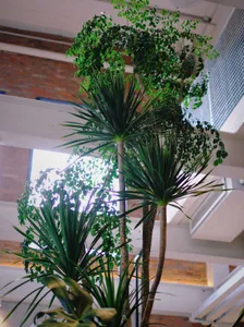 Potted plants indoors near a window, emphasizing their greenery and freshness.