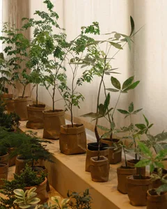 A variety of potted plants arranged on a ledge, showcasing different species in paper pots.