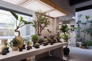 A modern interior space featuring a plant display with various plants in concrete pots and pottery.