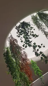 Assorted indoor plants hanging from a circular cut-out in a ceiling.