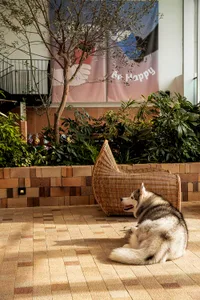 A husky dog sits on a wicker chair in a dog-friendly interior space.