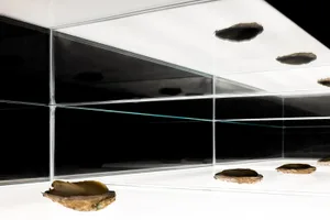 A minimalist glass installation featuring natural shells.