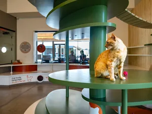 An orange cat sitting on a green metal platform in a modern cat shelter, with a red ball nearby.