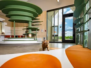 An orange cat explores a modern cat shelter designed with green metal circles.