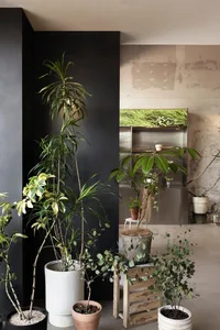 A living room with various potted plants and a concrete wall as a backdrop.