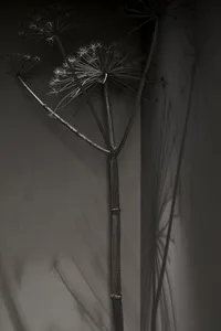 金屬植物莖在素淨背景上投射陰影