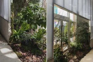 Indoor greenery and plants near a building.