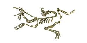A robotic skeleton composed of interconnected bones and joints joined together with adhesive materials.