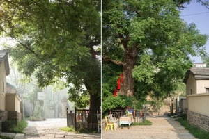 A stone-paved street with lush greenery surrounding it, featuring outdoor seating areas under large trees.