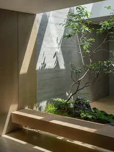 A minimalist indoor garden featuring a wooden bench and a concrete accent wall.