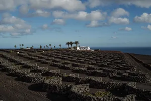 Lava rock fields with terraces and palm trees under a partly cloudy sky.