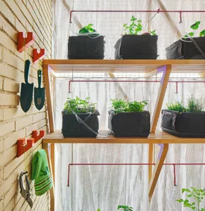 Indoor shelves with potted plants in a greenhouse setting.