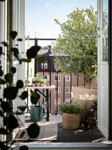 Outdoor balcony featuring an olive tree and potted plants, with greenery on a wooden deck and a green watering can.