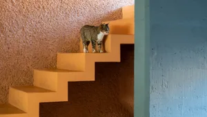 A cat standing on a yellow staircase made of concrete.