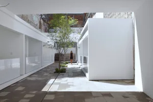 A modern interior with a white space, white walls, and a small green tree.