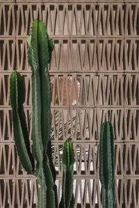 A scene featuring cactus plants set against a modern, geometric concrete lattice wall.