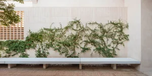 Modern bench with green ivy on a concrete wall in an outdoor space.