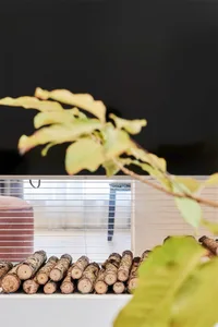 Wooden logs and green plant leaves on a window sill.