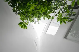 White room with green leaves hanging from above