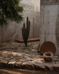 Concrete courtyard with a cactus and natural stone pathway.