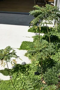 Modern, minimalist pathway made from concrete, with green foliage and shadows.