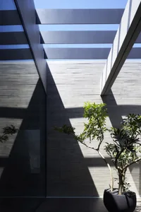 Succulent plant in a modern concrete and glass interior space