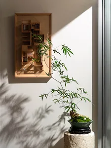 A bonsai plant in a wooden frame casting a shadow on a wall
