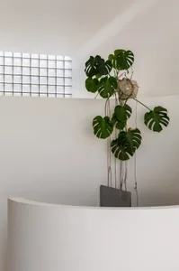 Modern minimalist interior with white walls and a hanging plant.