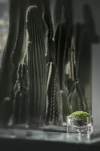 A glass planter with green moss sits on a surface, with blurred cactus plants reflected in the mirror-like surface behind it.