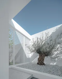 A minimalist garden featuring a metal grid, concrete pathway, and an olive tree.