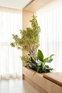 A minimalist interior space featuring a wooden plant display with a tall green plant and a cushioned bench.