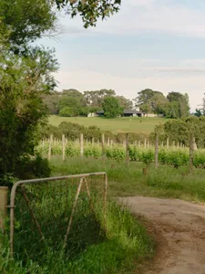 A pathway lined with lush greenery and trees on either side with a grape vineyard in the background.