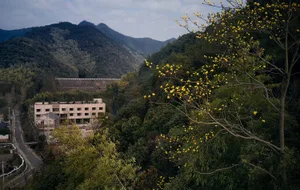 A residence nestled amidst trees with yellow flowers and mountains in the background.
