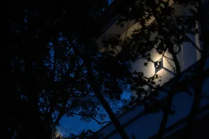 A modern building with a glass facade illuminated at night, with tree branches silhouetted in the foreground.
