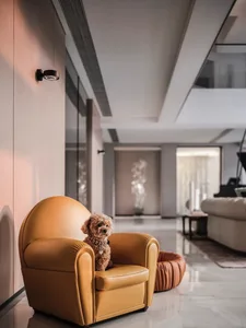 A small, brown dog sitting on a mustard yellow leather armchair.