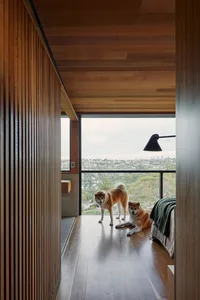 Two dogs standing on a wooden floor with a large window revealing a cityscape.