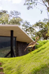 A minimalist house with a sloped roof covered in green grass.