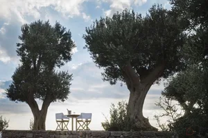 A serene outdoor spa setup surrounded by olive trees.
