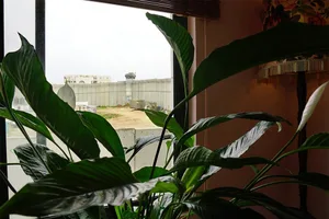Green potted plants on a window sill with a view of an outdoor construction site.