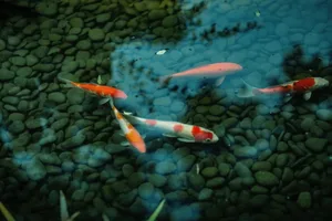Aquarium with colorful fish swimming in water surrounded by rocks