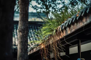 Green fern plants growing on traditional Chinese roof tiles, showcasing the integration of nature in architectural design