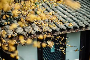 Traditional-style building exterior featuring a tree branch with yellow berries on a rooftop with dark blue tiles.