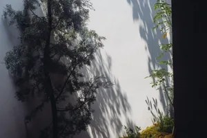 A tree casts intricate shadows on a plain white wall, highlighting the interplay of light and shadow.
