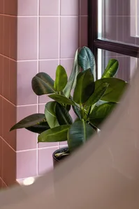 A green houseplant with broad leaves in a bathroom with pink tiles.