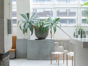 A minimalist indoor space featuring a large green plant in a concrete pot, white tiled walls, and a simple white chair.